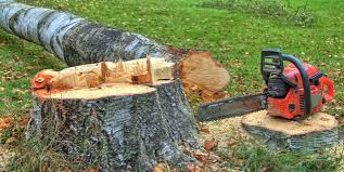 Best Hazardous Tree Removal  in Wintersville, OH